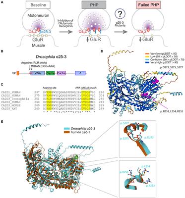 Role of α2δ-3 in regulating calcium channel localization at presynaptic active zones during homeostatic plasticity